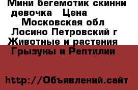 Мини бегемотик скинни девочка › Цена ­ 2 500 - Московская обл., Лосино-Петровский г. Животные и растения » Грызуны и Рептилии   